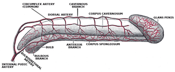 Foreskin restoration exercises provide larger