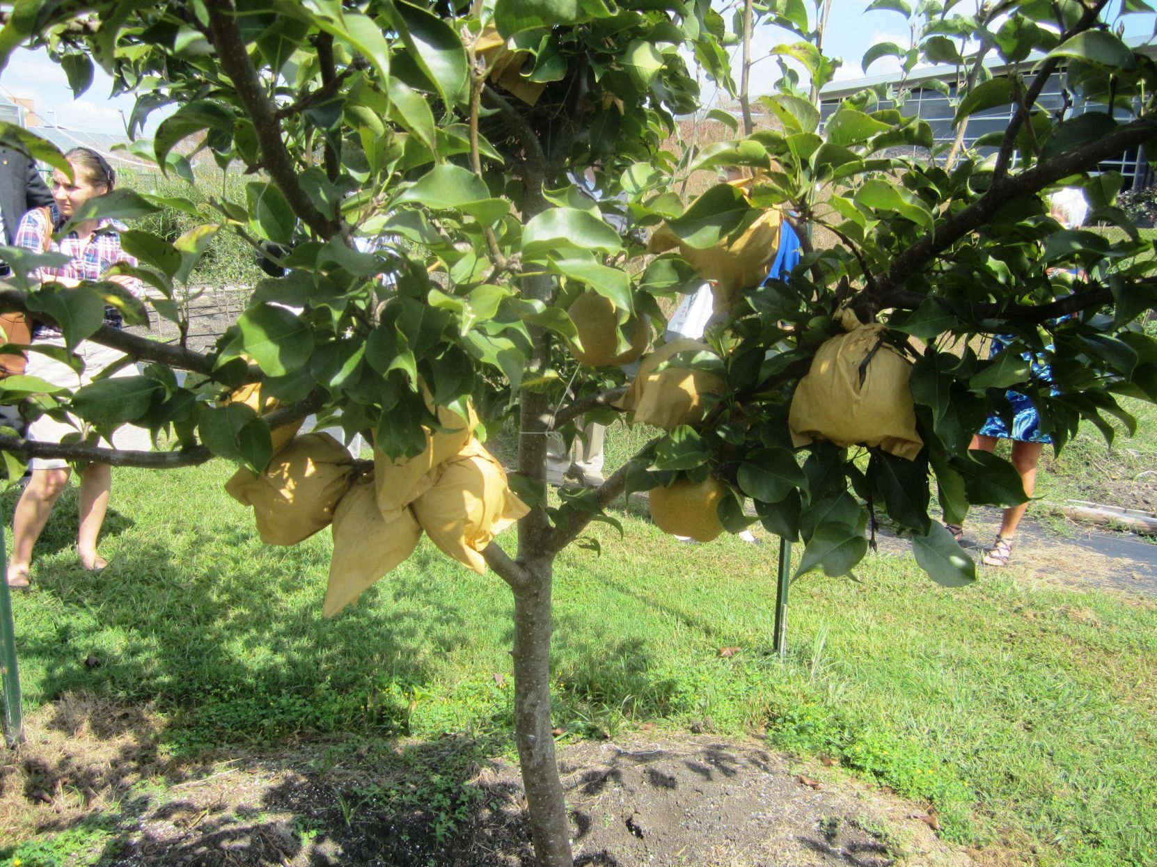Asian pear growers in virginia
