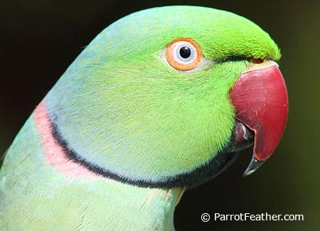 Asian ring necked parrott