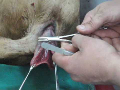 Canine anus prolapse