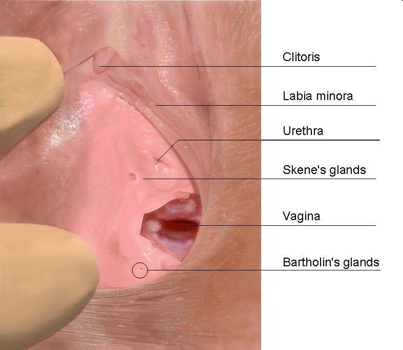 Where is the g spot in a pussy