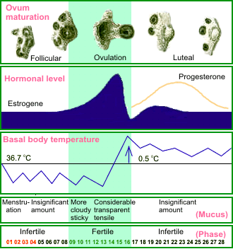 Blue L. reccomend Sperm lifespan in fertile cervical mucus