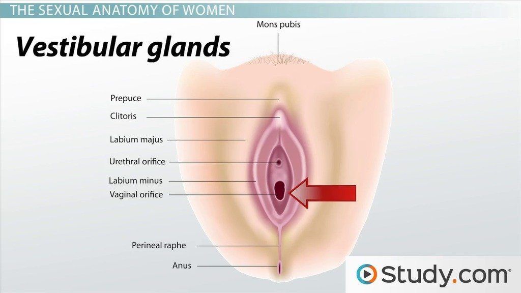 Pictures of human sex