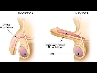 Moonflower reccomend How to grow a big dick without pills