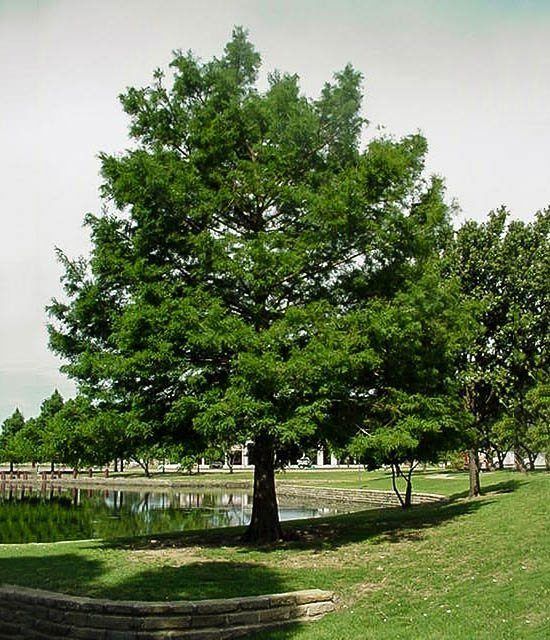 Subzero reccomend Mature bald cypress