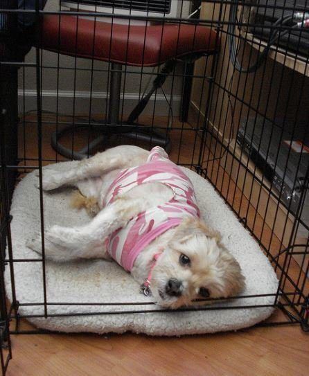 Puppy peeing in kennel