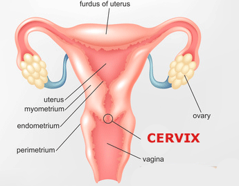 Collision reccomend Cervix fucking stories