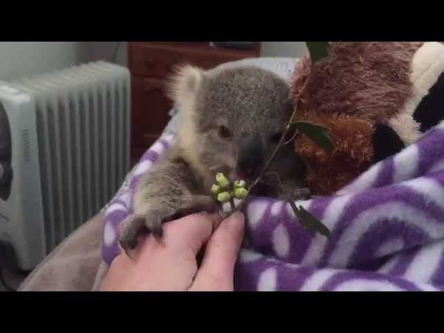 Wild R. reccomend Koala overview teen tube