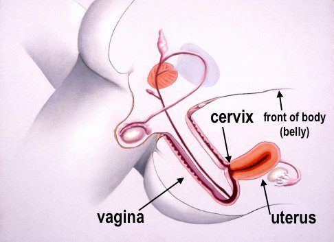 best of Fuck the Cock through cervix