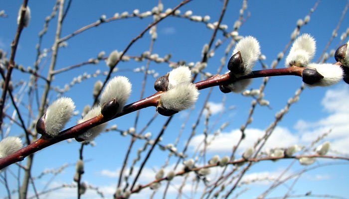 Blossom image pussy willow