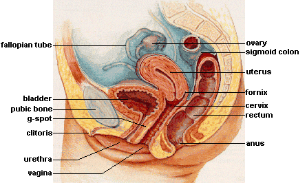 Where is the g spot in a pussy