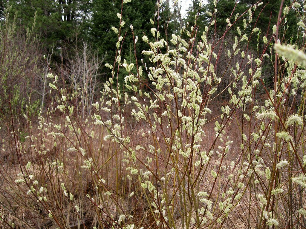 Seasoning reccomend Blossom image pussy willow