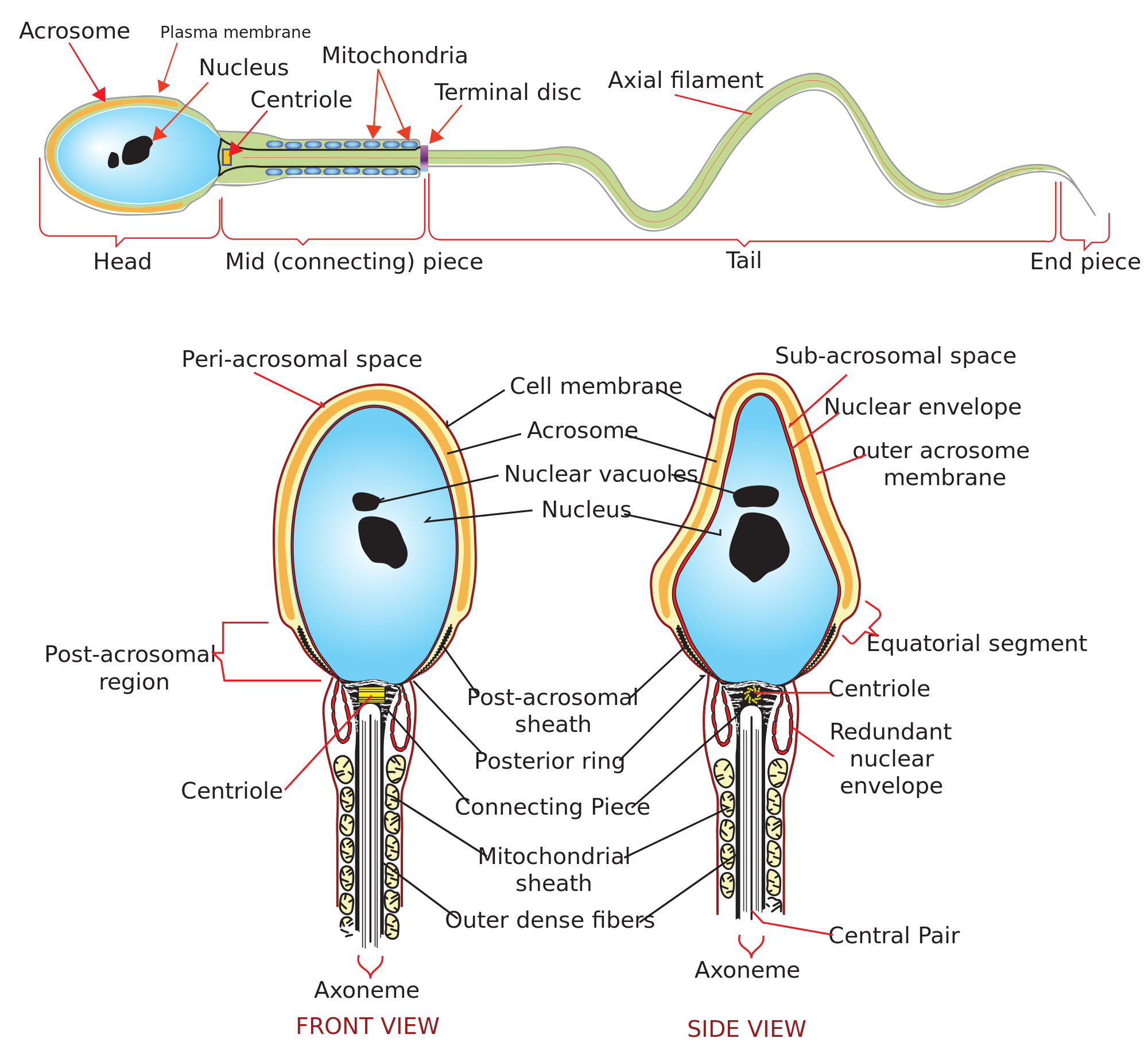 First L. reccomend Difference between women sperm men