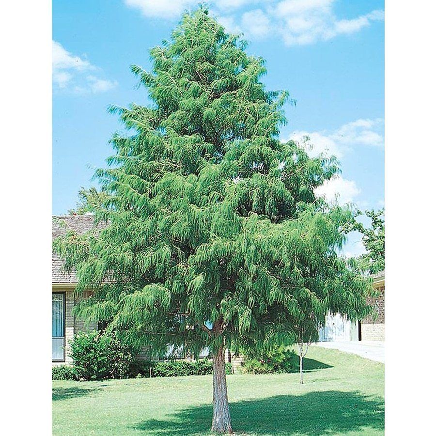 Jasper reccomend Mature bald cypress