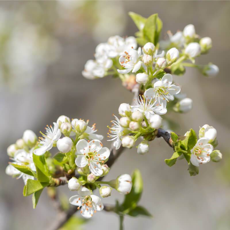 Lucie wild cherry