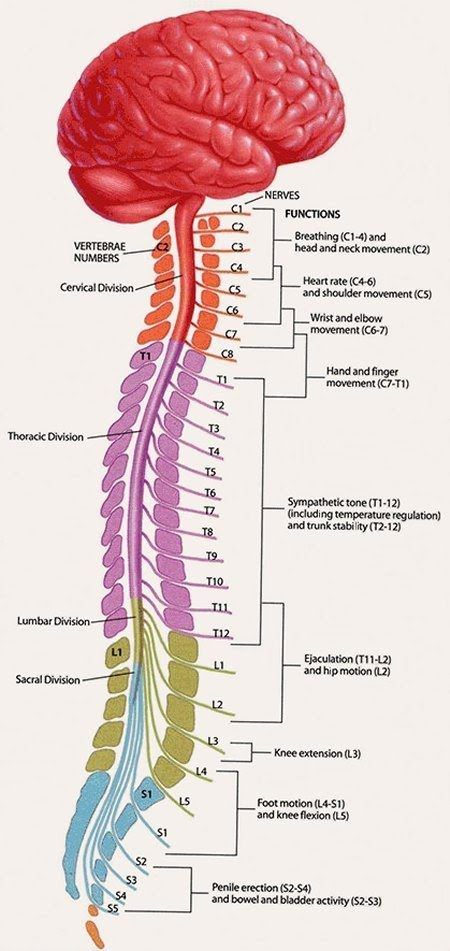 TigerвЂ™s E. reccomend Human anatomy orgasm