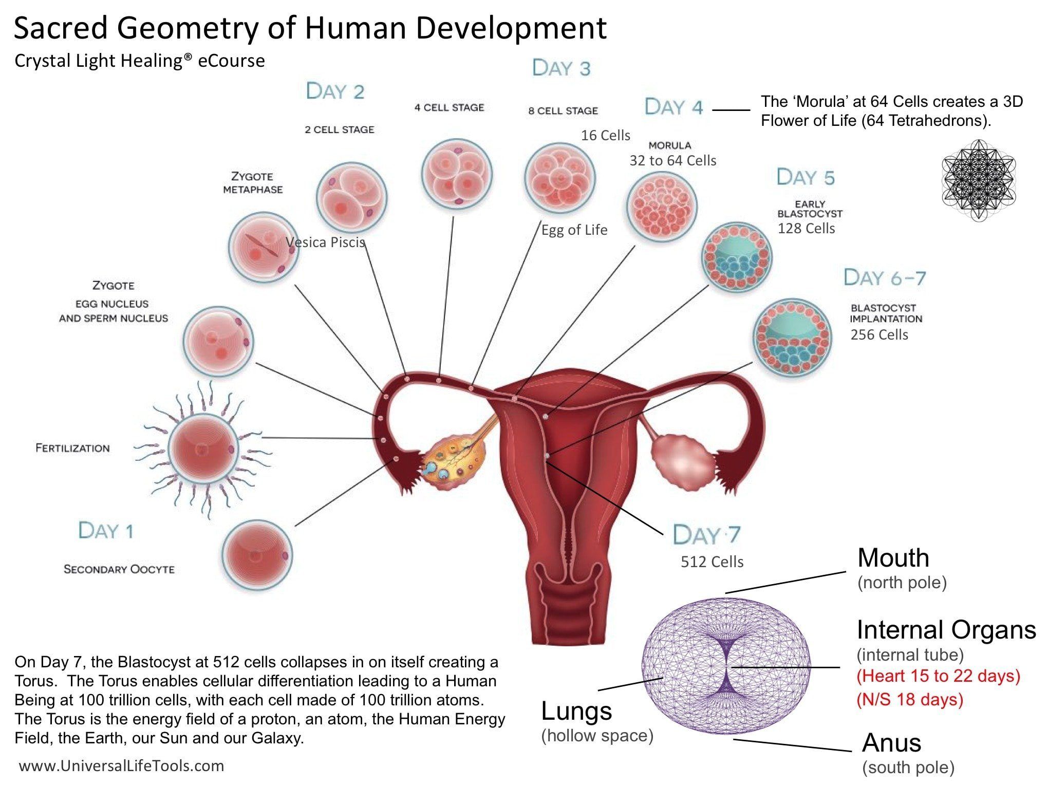 Human anatomy orgasm