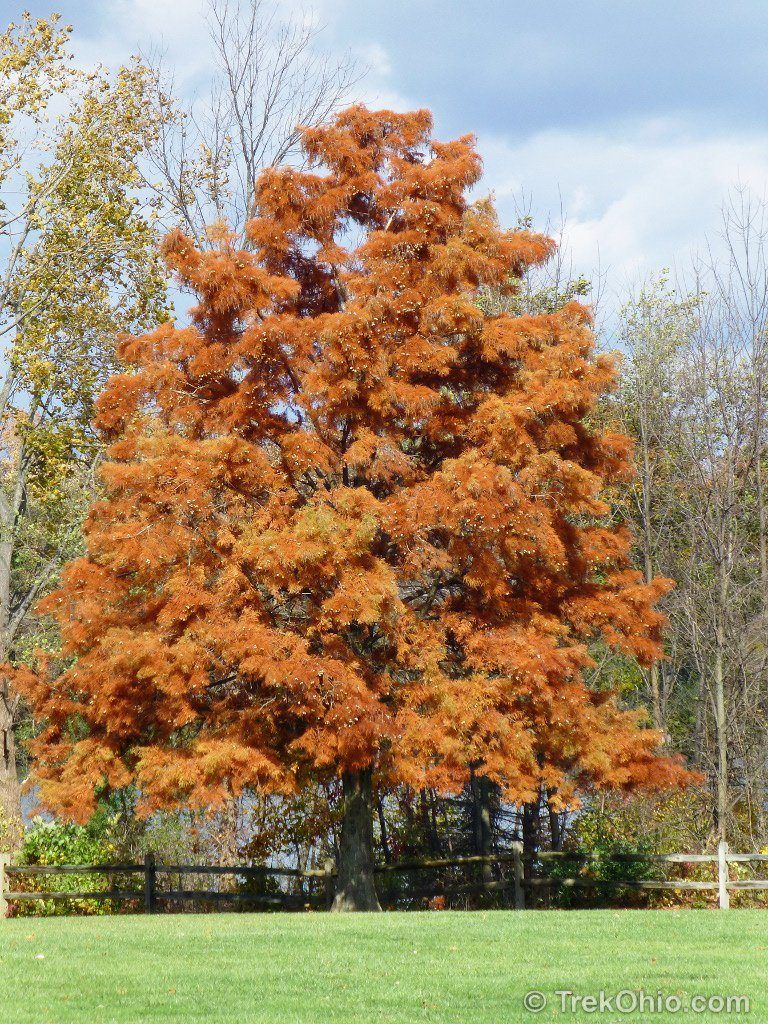 Camber reccomend Mature bald cypress