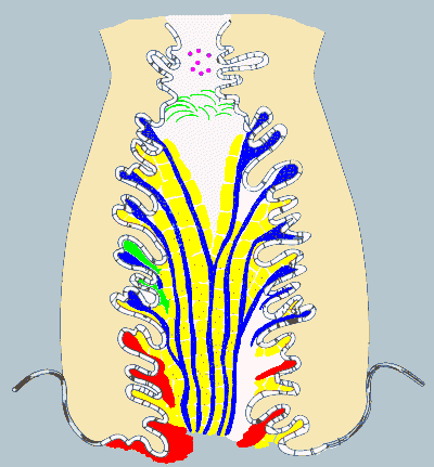 Bullpen reccomend Sperm lifespan in fertile cervical mucus