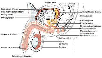 Slug recommendet erect penis dipallia